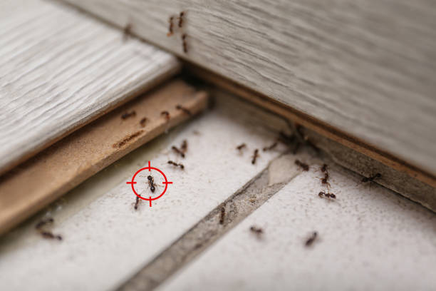 Best Affordable Pest Control Services  in Oakville, MO
