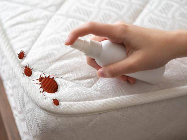 Best Wasp Removal Services  in Oakville, MO